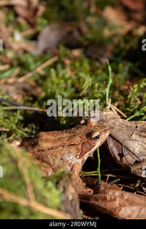 foto rospo seduto nelle foglie dell'anno scorso sul muschio durante il giorno Foto Stock