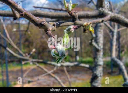 Verde mela boccioli di fiori e foglie, verde cluster, apertura nel sole primaverile sulla struttura ad albero Foto Stock