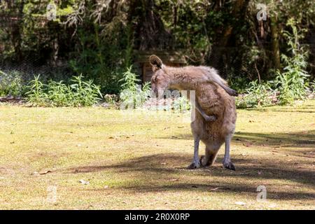 Un canguro di foresteria adulto, Macropus giganteus tasmaniensis, in Tasmania, Australia. Sottospecie di canguro grigio orientale e marsupo più grande Foto Stock