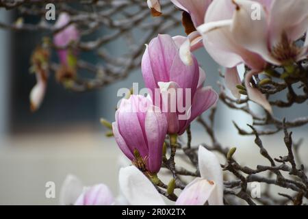 Primo piano del piattino magnolia con bokeh, una pianta ibrida fiorita del genere Magnolia. Abbondanti quantità di fiori rosa/bianco/viola in primavera. Foto Stock