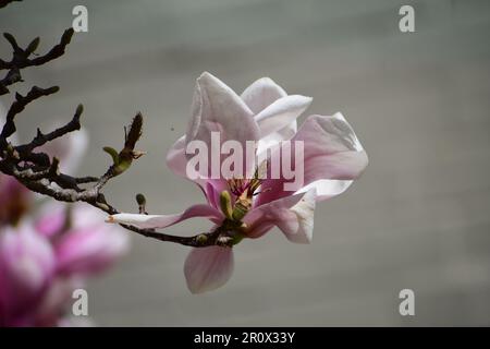 Primo piano del piattino magnolia con bokeh, una pianta ibrida fiorita del genere Magnolia. Abbondanti quantità di fiori rosa/bianco/viola in primavera. Foto Stock