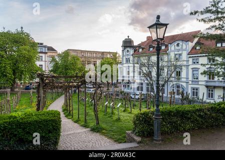 Dilger Vineyard, un vigneto “in mezzo alla città” nel 2001 di Andreas Dilger, Friburgo in Breisgau, Baden-Württemberg, Germania Foto Stock