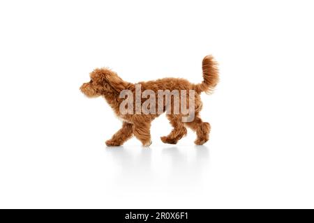 Studio shot di adorabile riccio rosso-marrone Maltipoo, cucciolo isolato su sfondo bianco studio. Il PET sembra felice, sano e curato Foto Stock