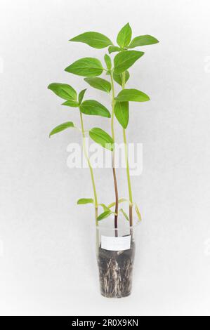 Tre giovani pianta di girasole che sono pronti per essere piantati nel giardino. Sono cresciuti in una tazza di plastica trasparente su uno sfondo bianco Foto Stock