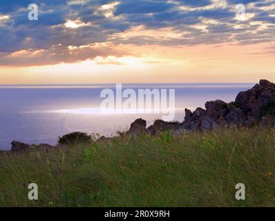 Erbe nelle praterie vicino a mattina estate mare costa Foto Stock