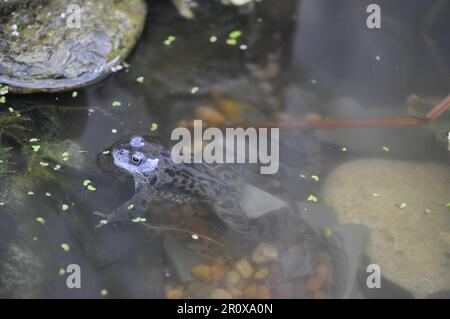 Un adulto, rana comune Rena temporaria in un laghetto giardino in primavera, Regno Unito Foto Stock