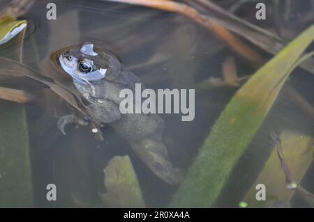 Un adulto, rana comune Rena temporaria in un laghetto giardino in primavera, Regno Unito Foto Stock