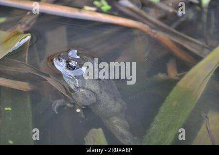 Un adulto, rana comune Rena temporaria in un laghetto giardino in primavera, Regno Unito Foto Stock