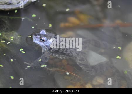 Un adulto, rana comune Rena temporaria in un laghetto giardino in primavera, Regno Unito Foto Stock