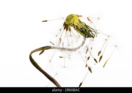 Una vista astratta PF una testa di seme di dente di leone (Taraxacum officinale) spesso chiamato un orologio dente di leone contro uno sfondo bianco semplice Foto Stock