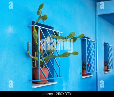 Pera verde in vaso di fico (Opuntia) che cresce attraverso una griglia finestra su una facciata blu di una tradizionale casa cittadina di Salonicco, Grecia, copia spazio, s Foto Stock