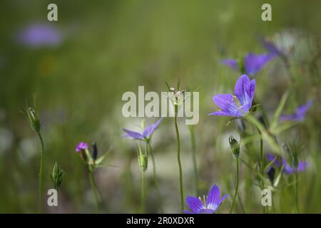 Fiore campanula a diffusione blu che fiorisce in un prato verde, spazio copia, fuoco selezionato, profondità di campo ristretta Foto Stock