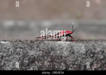 Accoppiamento di insetti: Bug colorante cotone rosso (Dydercus cingulatus) Foto Stock