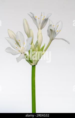 Vista in primo piano di fiori bianchi freschi e puri e gemme di proiphys amboinensis aka giglio di Cardwell o giglio di Natale settentrionale isolato su sfondo bianco Foto Stock