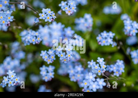 Alpine Forget-me-Not con fiori blu indaco su steli corti. il centro giallo caldo che tornerà e darà un tocco di colore Foto Stock
