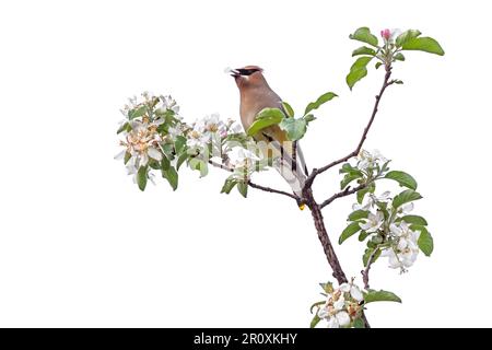 Un waxwing di cedro appollaiato sopra un albero della mela che mangia i relativi fiori, fondo bianco Foto Stock