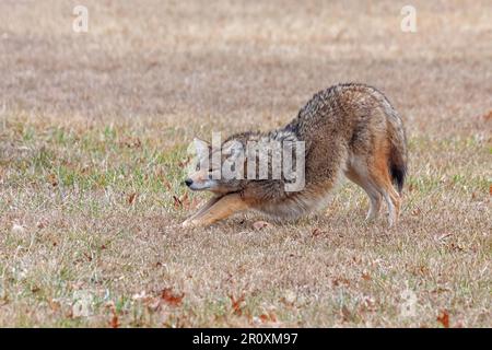 Un coyote si estende in una prateria aperta. Le zampe anteriori sono abbassate, la sua estremità posteriore in alto, come se si trattasse di una posizione di yoga cane verso il basso. Foto Stock