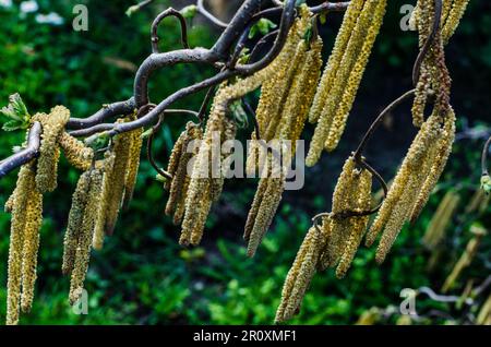 Cavatappi salice ramo Foto Stock