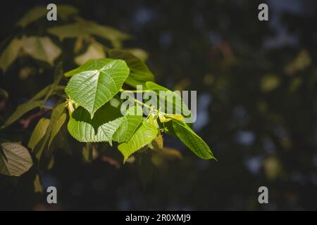 Immagine di un tiglio, o tillia, con un focus su rami e foglie. Tilia è un genere di circa 30 specie di alberi o cespugli, nativo in tutto il mos Foto Stock