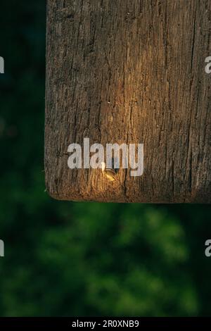 Primo piano di un singolo seme di marijuana giacente su un tavolo di legno con erba verde lussureggiante sullo sfondo Foto Stock