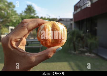 Femmina che tiene Borassus flabellifer comunemente noto come palma di vino, o mela di ghiaccio è nativo del subcontinente indiano prova dolce e hanno carichi di minera Foto Stock