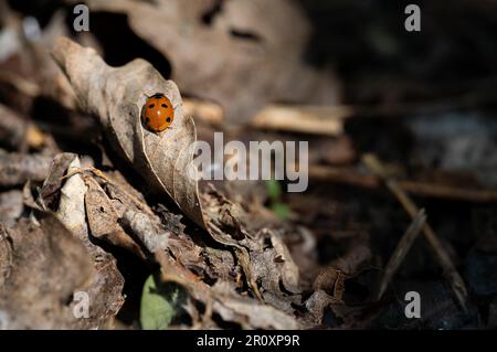 Close up di una coccinella su una foglia secca Jakarta Indonesia