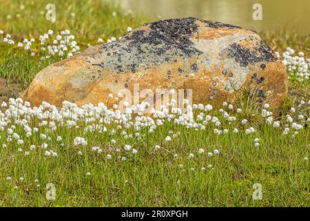 Cotongrass bianco che fiorisce sul prato con una roccia colorata Foto Stock