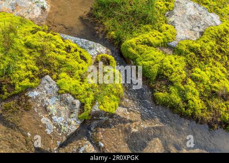 Brook che corre tra le pietre con muschio verde Foto Stock