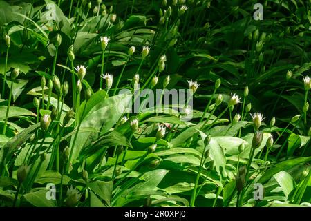 Germogli di aglio selvatico nel bosco Foto Stock