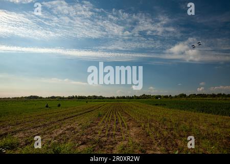 Vista sul campo con piante germogli e velivoli militari nel cielo fino al tramonto Foto Stock