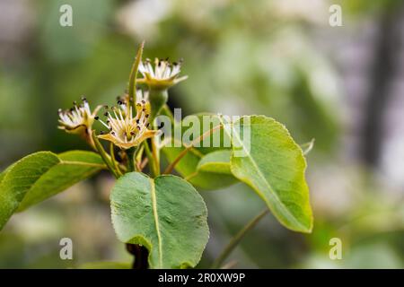 ovaio di frutto di pera dopo fioritura. giardino e agricoltura Foto Stock