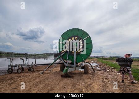 Zhukovskiy, provincia di Mosca - 20 giugno 2022: Sistema di irrigazione Irrimec su campi agricoli. Donna contadina con scatola di basilico destra. Cielo nuvoloso grigio Foto Stock