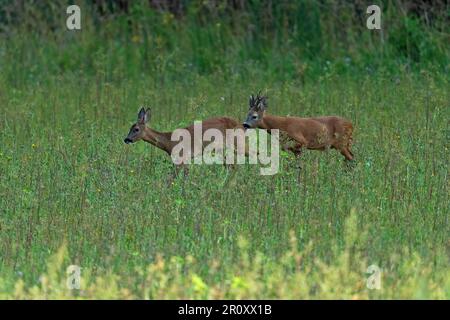 Capriolo europeo -Capreolus capreolus buck and doe, comportamento courting. Regno Unito Foto Stock