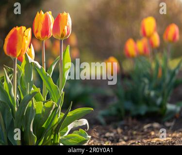 Bellissimi bulbi di tulipano arancione, giallo e rosso piantati in un giardino al Chinguacousy Park a Brampton, Ontario, Canada. Foto Stock