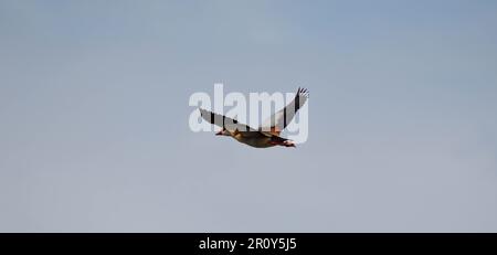 Un maestoso uccello baldoso sorvola il cielo blu luminoso, le sue ali si allargano in volo Foto Stock