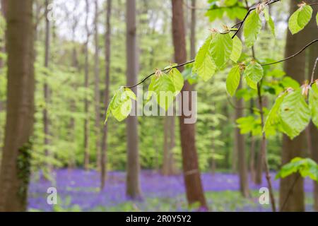 Particolare di fogliame verde fresco di faggeto europeo (Fagus sylvatica) fiorente nella foresta primaverile con bluebell (Hyacinthoides non-scripta) profondo pu Foto Stock