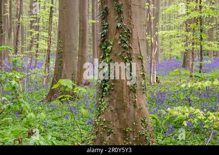 Faggi europei (Fagus sylvatica) Foresta primaverile con campane fiorite (Hyacinthoides non-scripta) Foto Stock