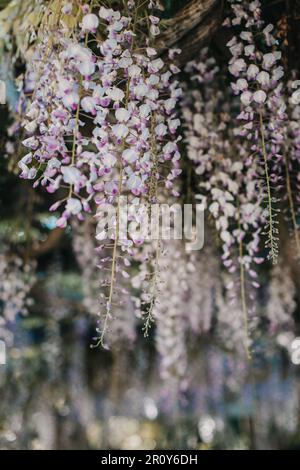 Splendidi fiori di Wisteria in un giardino primaverile in una giornata di sole. Messa a fuoco selettiva. Foto Stock