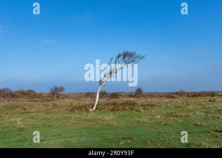 Vista panoramica sulle dune dell'isola di Texel nei Paesi Bassi con una piccola curva unica di betulla dal vento che si erge al centro Foto Stock