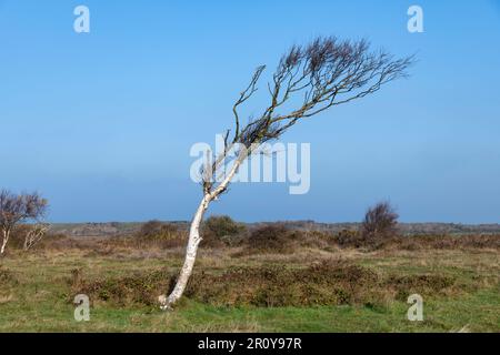 Vista ravvicinata di una piccola curva di betulla dal vento nelle dune dell'isola di Texel nei Paesi Bassi contro un cielo azzurro chiaro Foto Stock
