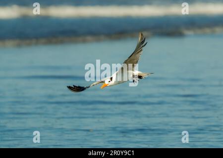 Royal Tern Bird (Thalasseus maximus) caccia alla spiaggia di Nosara e al lungofiume dove i pesci sono abbondanti. Nosara, Penisola di Nicoya, Guanacaste, Costa Rica Foto Stock