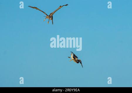 Coppia di pellicani marroni (Pelecanus occidentalis) immersioni per l'abbondante pesce alla spiaggia di Nosara e alla foce del fiume. Nosara, Provincia di Guanacaste, Costa Rica Foto Stock