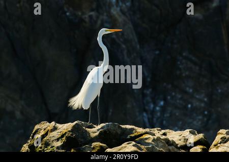 Grande Egret (Ardea alba) conosciuto per le sue grandi dimensioni e becco giallo, Nosara Beach e la foce del fiume. Nosara, Penisola di Nicoya, Provincia di Guanacaste, Costa Rica Foto Stock