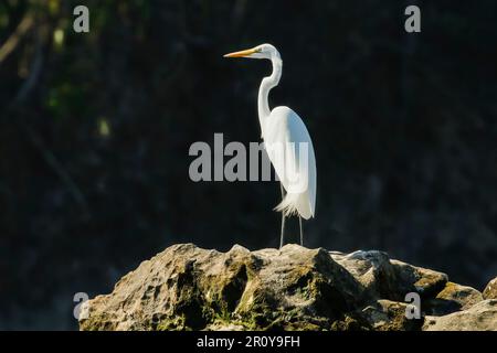 Grande Egret (Ardea alba) conosciuto per le sue grandi dimensioni e becco giallo, Nosara Beach e la foce del fiume. Nosara, Penisola di Nicoya, Provincia di Guanacaste, Costa Rica Foto Stock