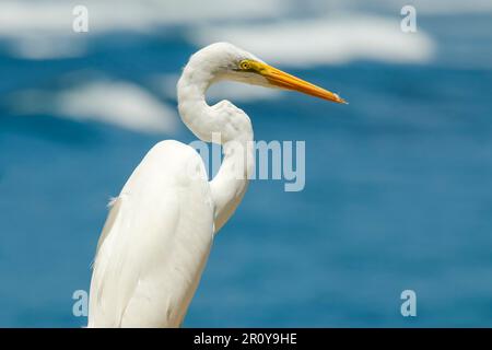 Grande Egret (Ardea alba) conosciuto per le sue grandi dimensioni e becco giallo, Nosara Beach e la foce del fiume. Nosara, Penisola di Nicoya, Provincia di Guanacaste, Costa Rica Foto Stock