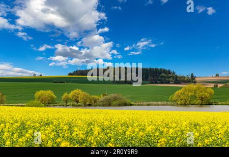 Zona rurale con campi di colza e foreste sotto il cielo blu. Foto Stock