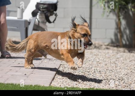 Il cane energico Corgy con le gambe corte sta saltando fuori dal patio del cortile durante il tempo di gioco. Foto Stock