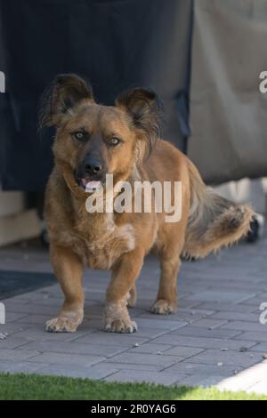 Razza mista Corgy cane si alza allerta con le sue gambe corte in previsione di una passeggiata. Foto Stock