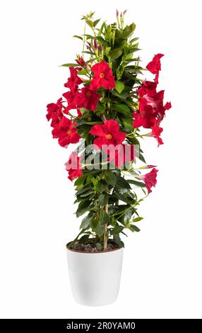 Mandevilla isolata con tenera gemme rosse e lussureggiante fogliame che cresce in vaso di ceramica su sfondo bianco Foto Stock