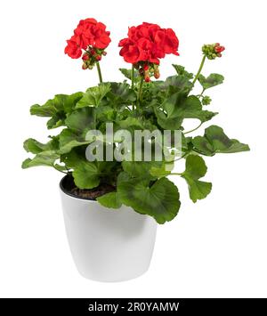 Fiori di geranio rosso in fiore con fogliame verde che cresce in vaso con terreno su sfondo bianco Foto Stock